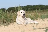 GOLDEN RETRIEVER 229
